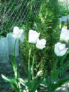 Tulpe weiß